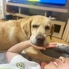 穏やかな時間を一緒に。9歳ラブラドールの【チャロ】 サムネイル4