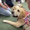 穏やかな時間を一緒に。9歳ラブラドールの【チャロ】 サムネイル6