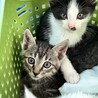 ねこのうち