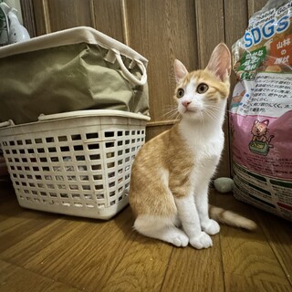 職場で保護した子猫達