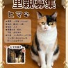 【三毛猫のヒマです】推定1歳女の子「避妊手術済み」 サムネイル2