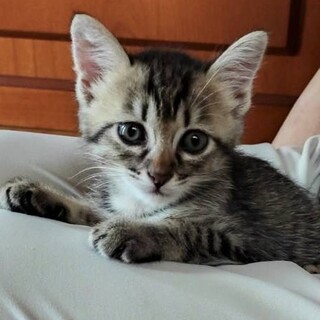 譲渡会参加予定★元気なキジ猫むぎちゃん