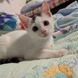 生後２か月小さくて甘えん坊の男の子