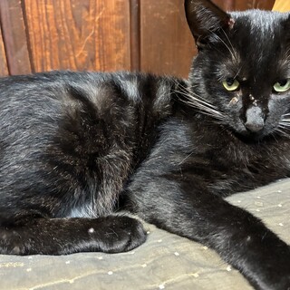 撫でられるのが大好きな人懐っこい黒猫の男の子