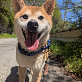 人懐っこく明るい性格の柴犬、けんじくん！