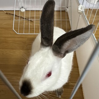 ヒマラヤン柄のウサギさん