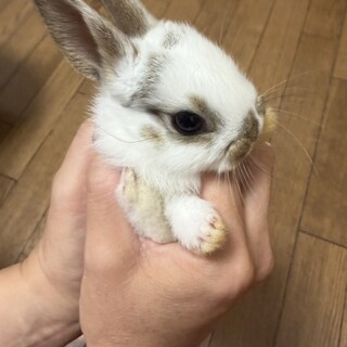 赤ちゃんうさぎ
