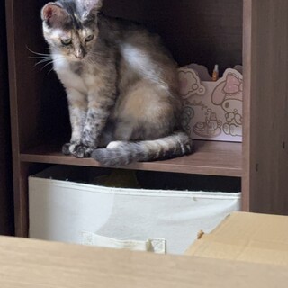 犬みたいにベッタリな猫ちゃん