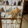 ももたふみ