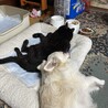 ちわしろ