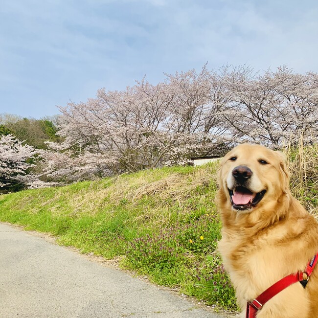 ym0601のカバー写真