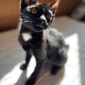 手術を乗り越えたとーっても人懐こい子猫のじゅんくん
