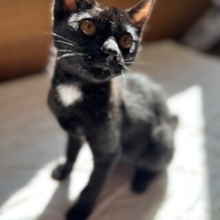 とーーっても人懐こい子猫のじゅんくん