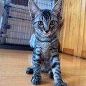 ちょっとビビりな美人猫ちゃん❤️