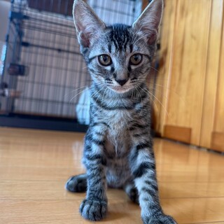 ちょっとビビりな美人猫ちゃん❤️