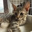 いつまでも赤ちゃん猫のうずら君❤️