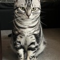 【現在トライアル中】 アメショー 成猫1歳
