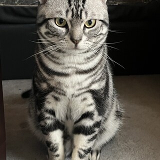 【現在トライアル中】 アメショー 成猫1歳