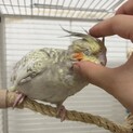 オカメインコ(シナモンパール)︎︎ ♀