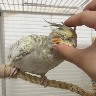 オカメインコ(シナモンパール)︎︎ ♀