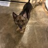 お散歩大好きえつこちゃん推定5〜6歳