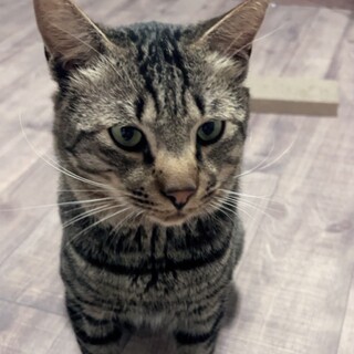 人が大好き！甘えんぼキジトラくんの里親募集