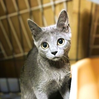 ◆9/12◆すぐにゴロゴロ甘えんぼ♥むぎちゃん