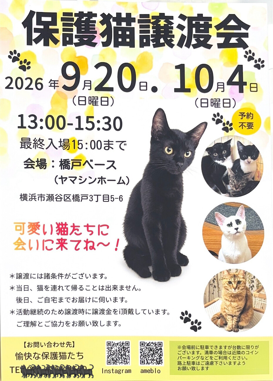 ましろ♀5か月 9/20」神奈川県 - 猫の里親募集(549587) 4枚目の画像