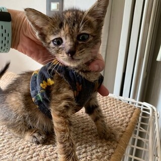困り顔の人懐こいキジサビ チャパティちゃん