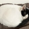 ハチワレ　オス　4ヶ月　兄弟で募集中 サムネイル2