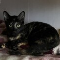 サビ　メス　4ヶ月　兄弟で募集中
