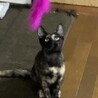 サビ　メス　4ヶ月　兄弟で募集中 サムネイル2