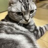 【ご相談中です】アメショ男の子5歳です サムネイル2