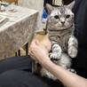【ご相談中です】アメショ男の子5歳です サムネイル3