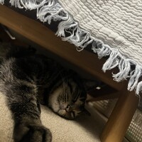ココ