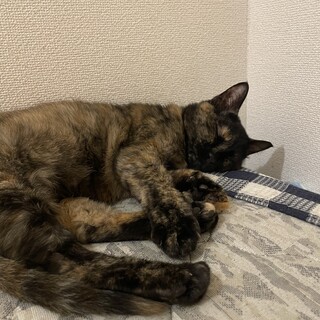 急募です！猫ちゃんの新しい里親様を探しています！