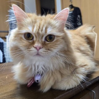 マンチカン・2歳4か月　おとなしい女の子です。