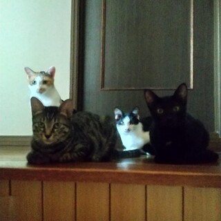 遊ぶの大好き！ 母猫+子猫3匹