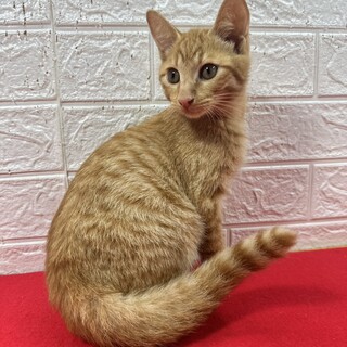 単身者に最適！慣れているので飼いやすい❤マロン