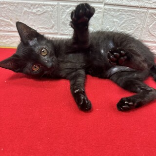 黒猫2か月半！めちゃくちゃクールに甘える❤ミント