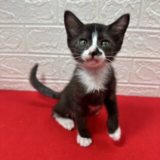 猫飼わないなんて人生損してますよ！甘々猫❤ハッチ