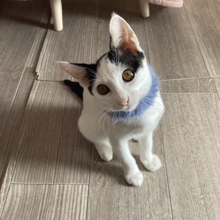 可愛くない。と、餌やりさんから言われた子