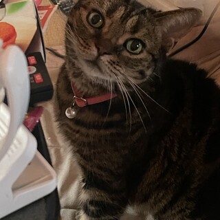 れもんちゃんです。