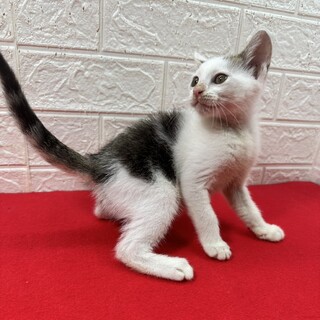甘えるツボを熟知している！元祖ツボ猫❤クッパ
