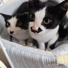 くるかりん
