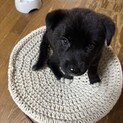 雑種のオスです！可愛いです！