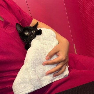 真ん丸目の黒猫ちゃん・人懐っこい甘えん坊