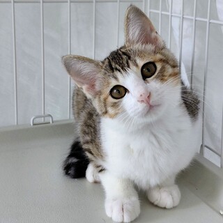 【9/13三田】とってもかわいい☆キジ白兄妹