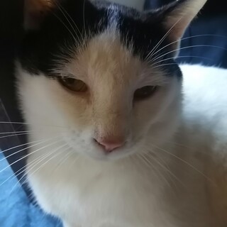 里親さん募集