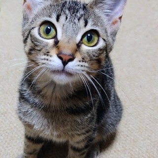 ♀６ヶ月キジトラ避妊すみ遊ぶ食べる大好きピコちゃん